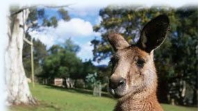 Reiseguide til Australia