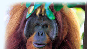 Reiseguide til Sabah og Sarawak