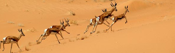  Reiser til Namibia – en oversikt 