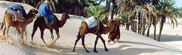  Reiser til Øvrige Tunisia – en oversikt 