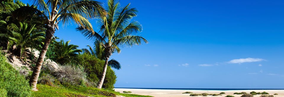 En tropisk strand med palmer og klar blå himmel.