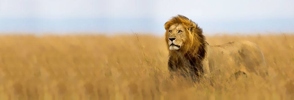 En majestetisk løve står i høyt gult gress på savannen.