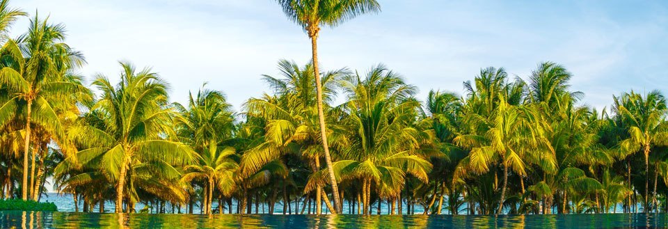 Tropisk paradis med frodige palmer ved vannkanten under klar blå himmel.
