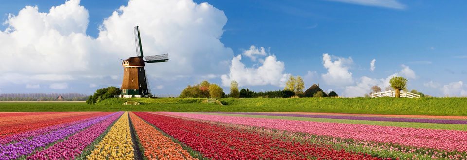 Tradisjonell nederlandsk vindmølle med fargerike tulipanfelt under klar blå himmel.