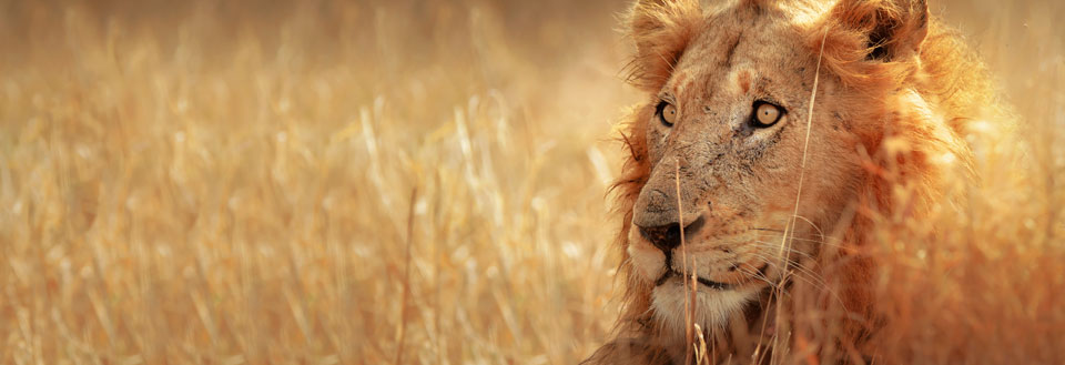 Reisebyråer med reiser til Safari