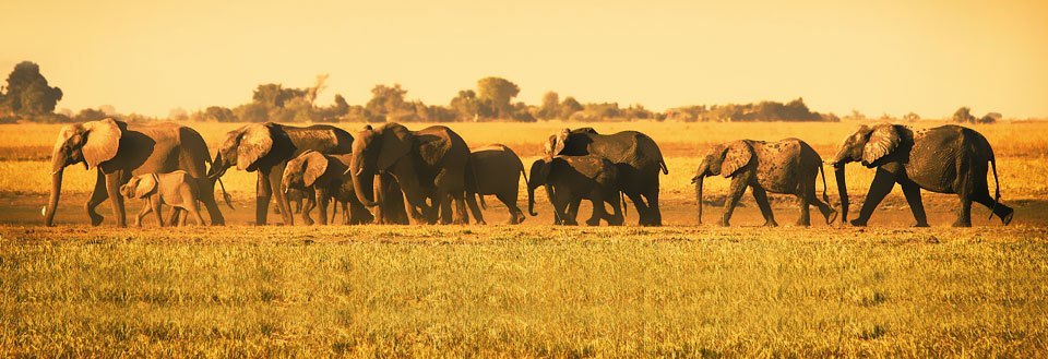 En gruppe elefanter beveger seg over savannen i det gylne sollyset.