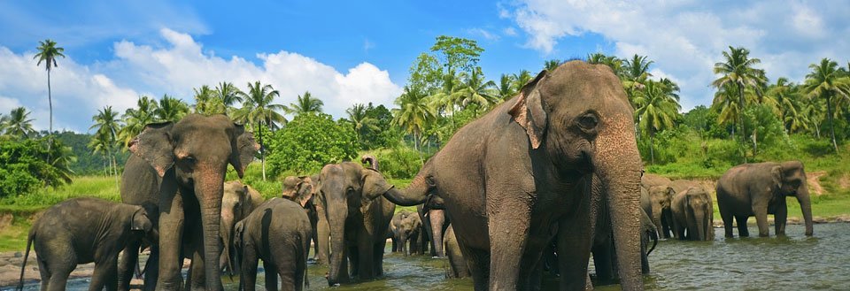 En gruppe elefanter samles i vannet, omkranset av grønne palmer og blå himmel.