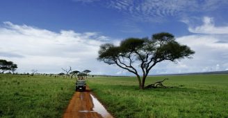 Dra på safari i Afrika – se de rimeligste safarireisene