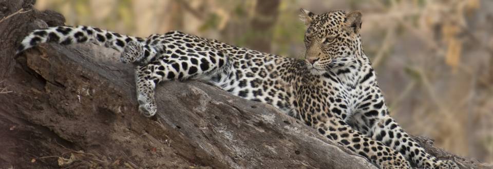 Reisebyråer med reiser til Botswana