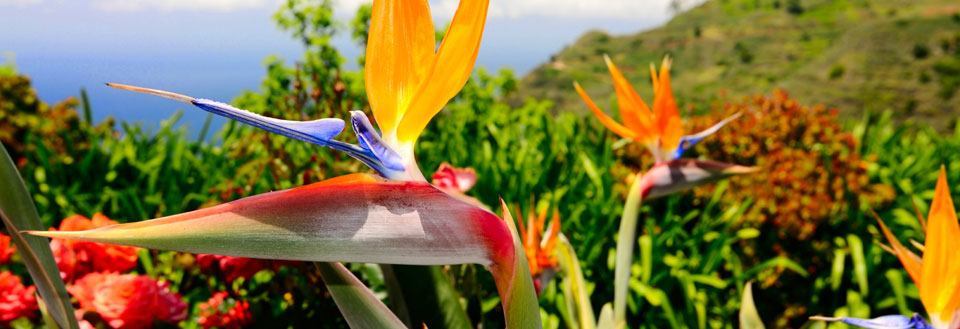 Et blomstrende paradis med blomster foran en blå himmel.