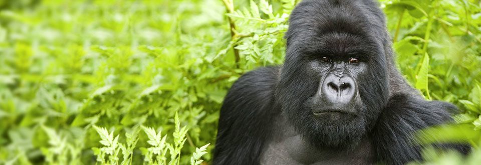 Reiser til Uganda